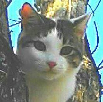 Valentino (20694353)