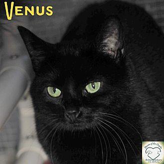 Venus (17216596)