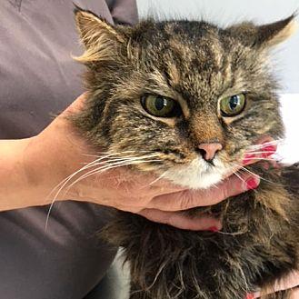 Whiskers (21437024)