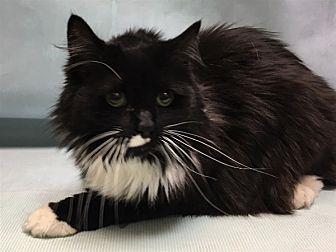 Whiskers (21599592)
