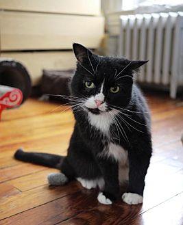 Whiskers the (20614243)