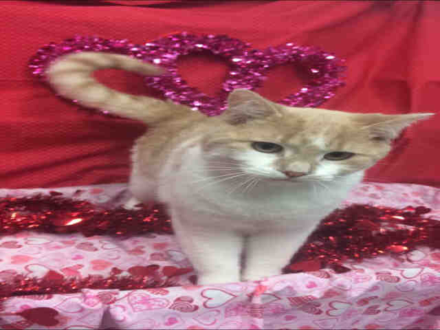 WILL (A136481)