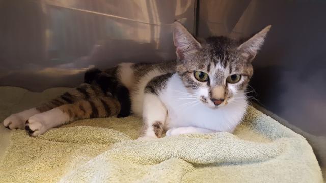 WILLOW* (A246989)