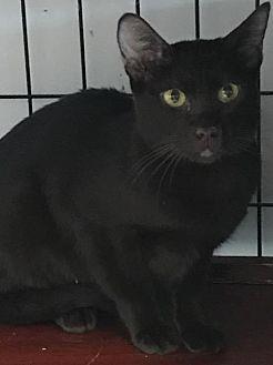 Wispa (20717331)