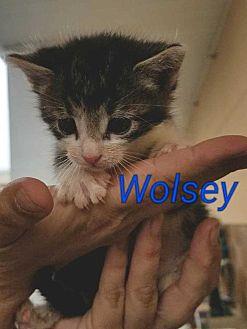 Wolsey (21560248)