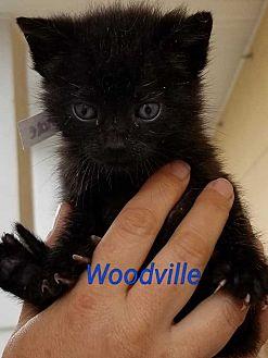 Woodville (21560251)