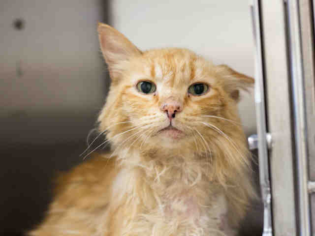 YODA (A0909909)