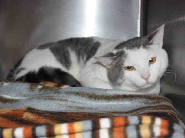 ZACHARY (A121234)
