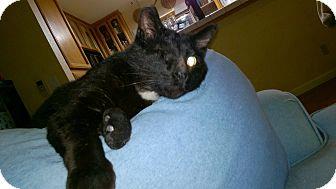 Zorro (18330748)
