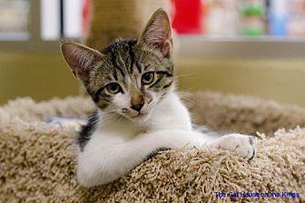 Auggie (21765938)