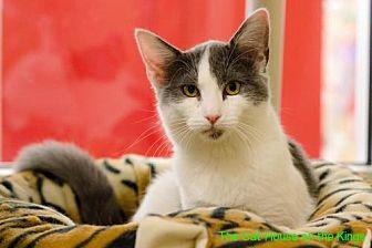 Bindi (21847329)