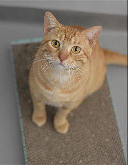 Brodie (21751003)
