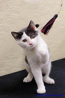 Buddy (21804435)