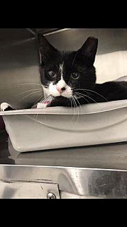 BUTTERCUP (21703045)