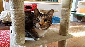 Calypso (21349083)