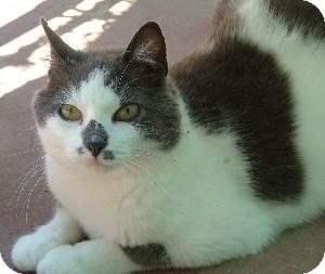 Dolly (11256308)