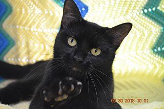 Dora – Adopt (21323084)