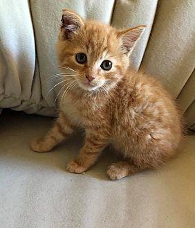 Dorito (21749143)