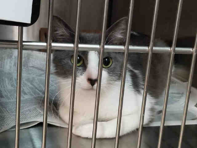 FRANCHESCA (A267418)