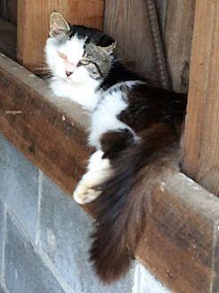 Fuzz GENTLEM (20149421)