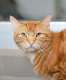 Garfield (21751009)