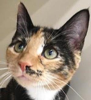 Harriet (17269325)