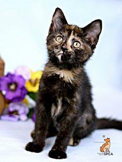Katy Purry (21815147)