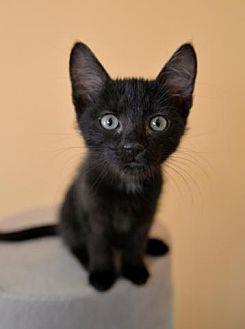 kitten (21599510)