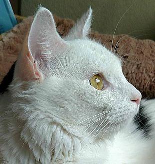Leo – Adopti (19155359)
