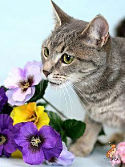 Lillian (21817131)