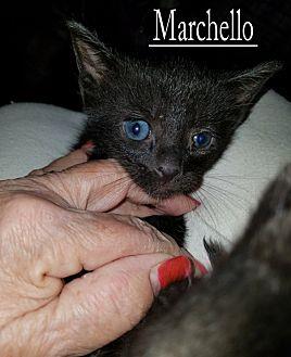 Marchelllo (21717812)