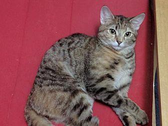 Milly (bonde (20909757)