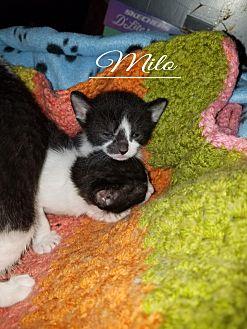 Milo (21717819)