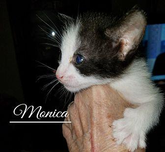 Monica (21717815)