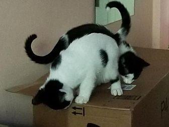 Mookie & Pok (19550903)