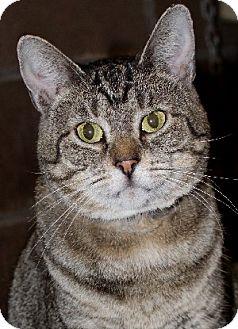 Nellie (11256359)