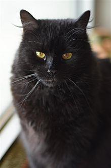 Noir (21751010)