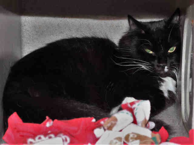 NORI (A267232)