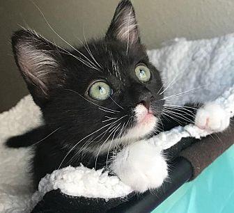 Oreo (21807328)