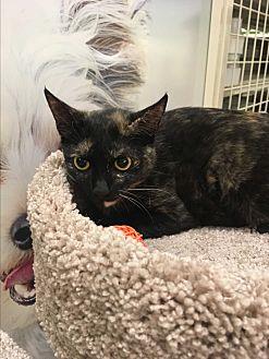 Pixie (21429087)
