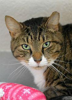 Romeo (21750990)