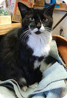 Sasha (adult (17732091)
