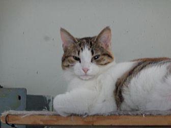 Shiraz (17629298)