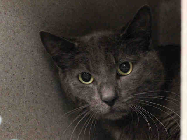 SMUDGE (A267416)