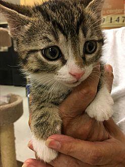 Snickers (21828644)