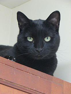 Sooki (20137330)