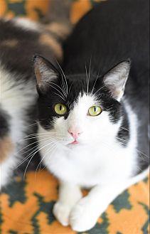 Taz (21751002)