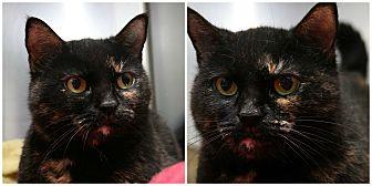 Tippy (21410736)