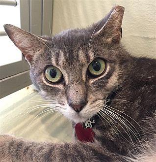 Toby (21700618)