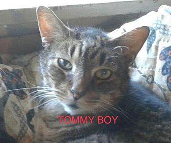 Tommy (senio (19894482)